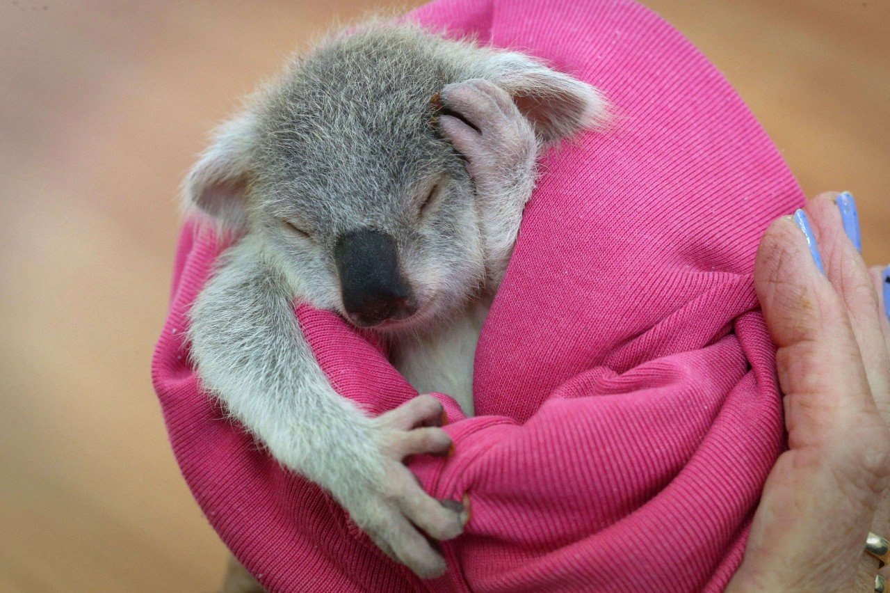 Маленькая коала в руках