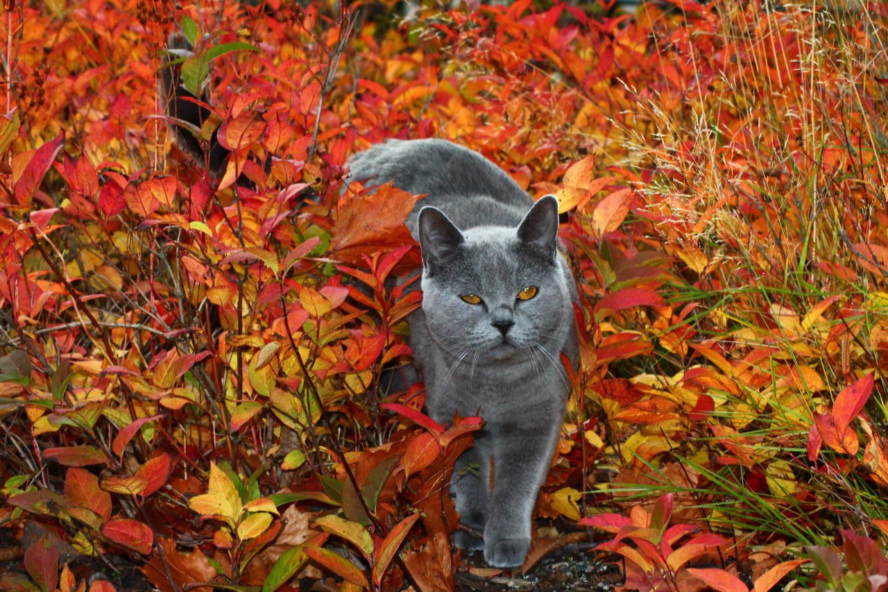 Британский кот и осень