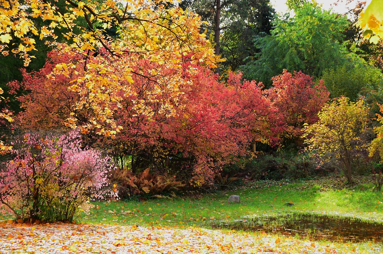Ботанический сад Петра Великого осенью