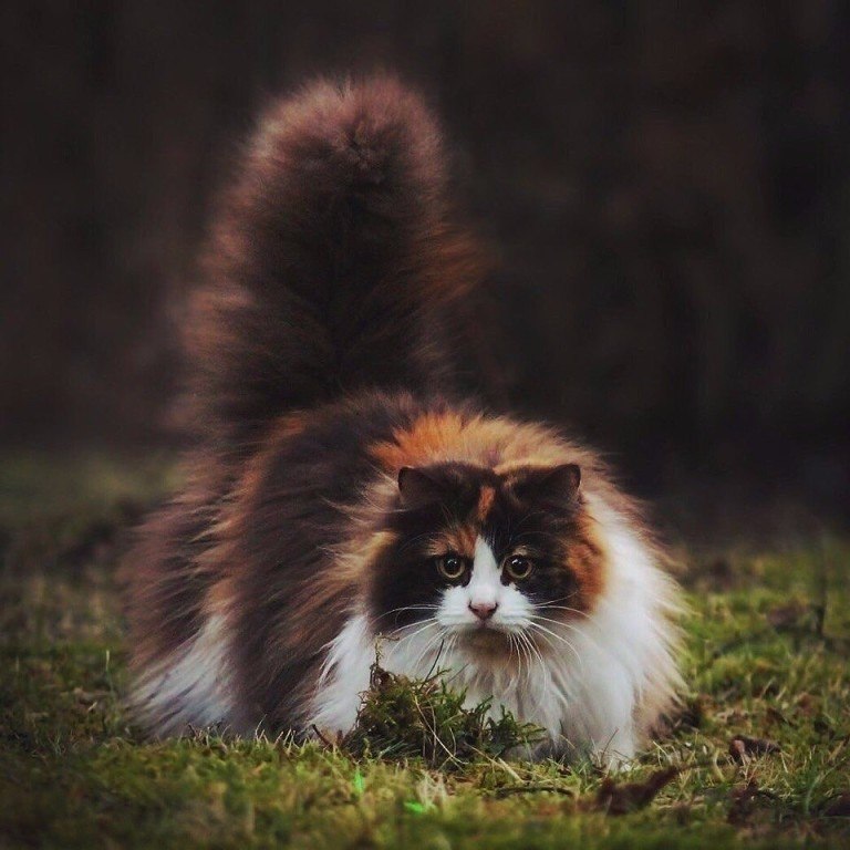Норвежская Лесная Кошка Трехцветная Фото