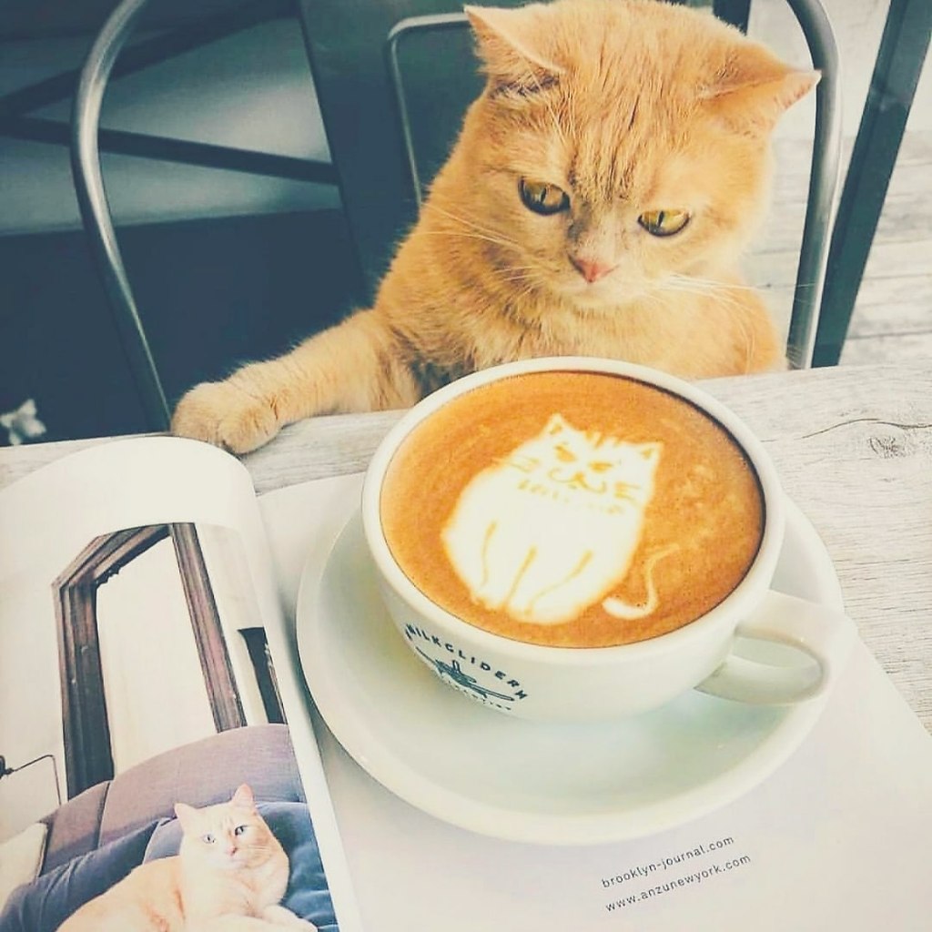 Картинки Котиков И Кофе