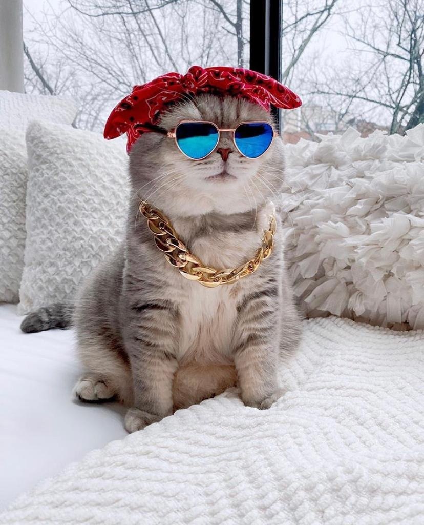 Модные котики