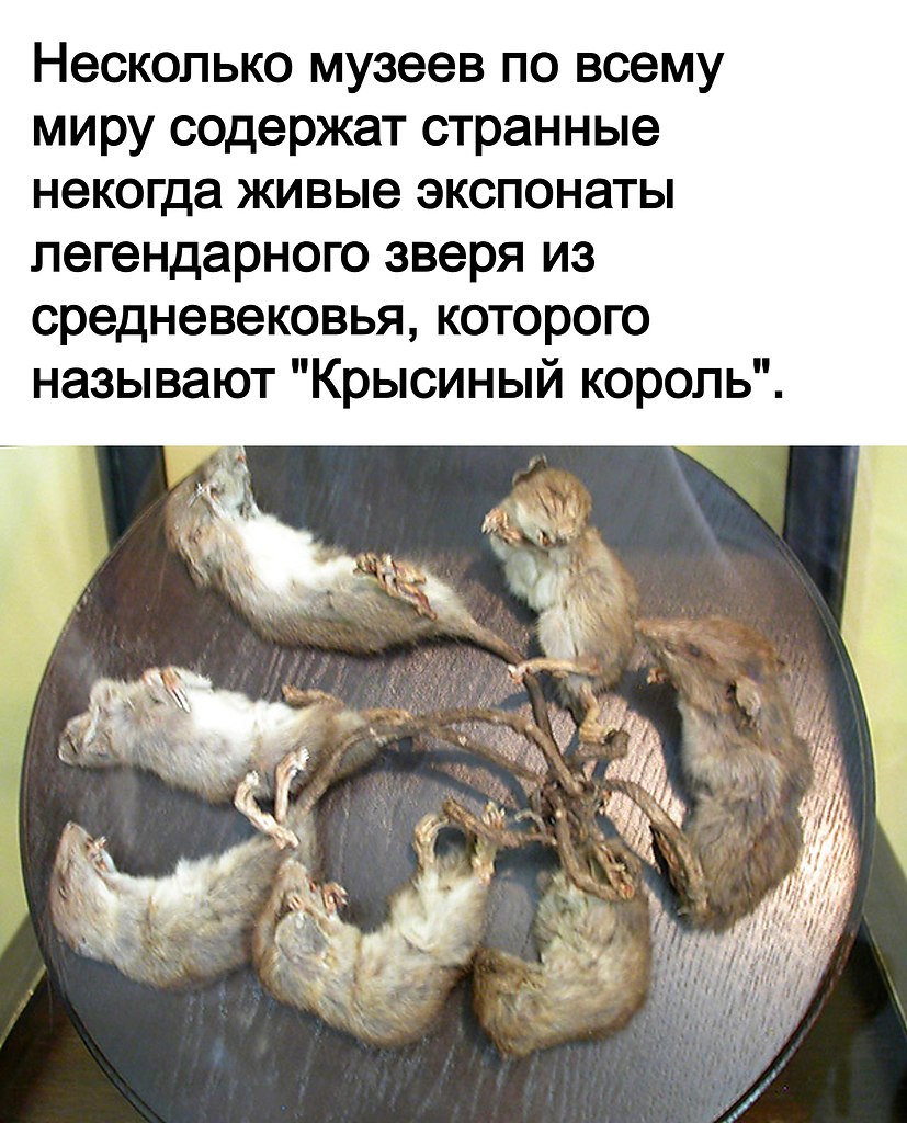 Крысиный Король Фото Живой — Фото Картинки