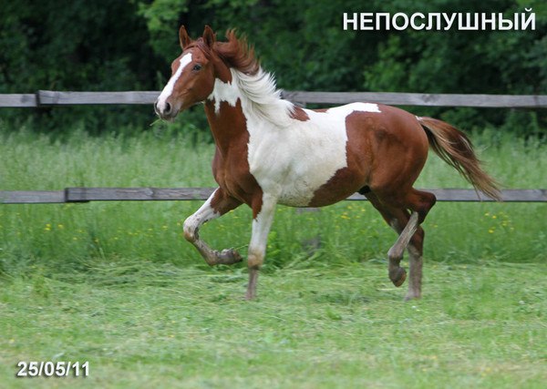 Лошади Фото Кирове Авито