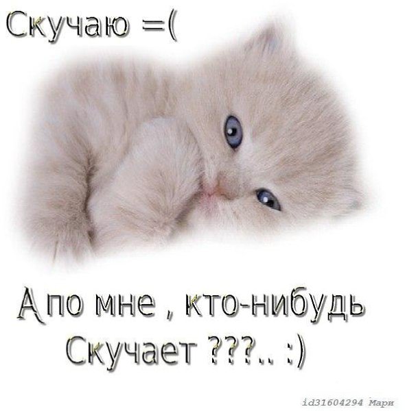 Очень скучаю по тебе картинки с котиками и надписью, картинки для
