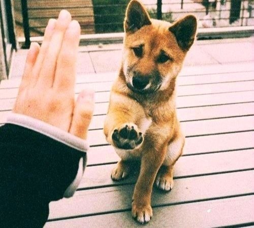 Как бы люди не клялись в верности, кроме собаки ... - Жизненно ...