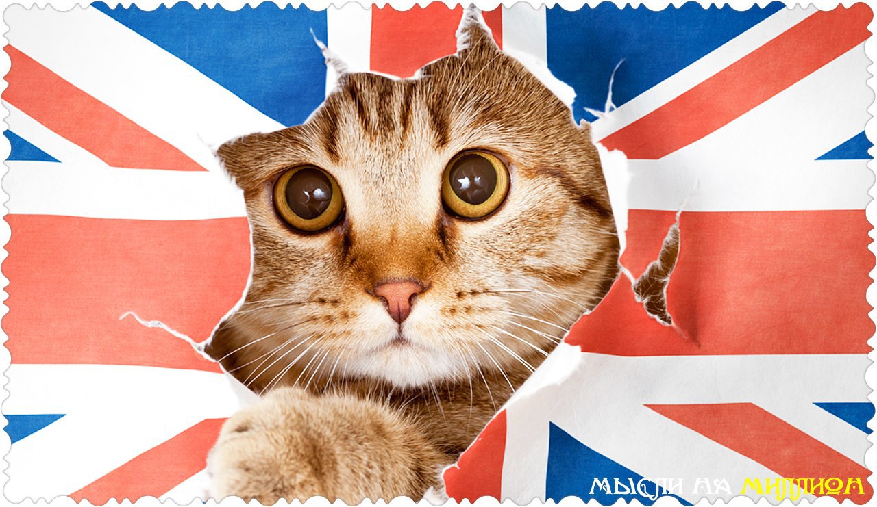 Кот с английского на русский. Английский кот. Котик с флагом Англии. Флаг с котом. Кот на фоне флага СССР.