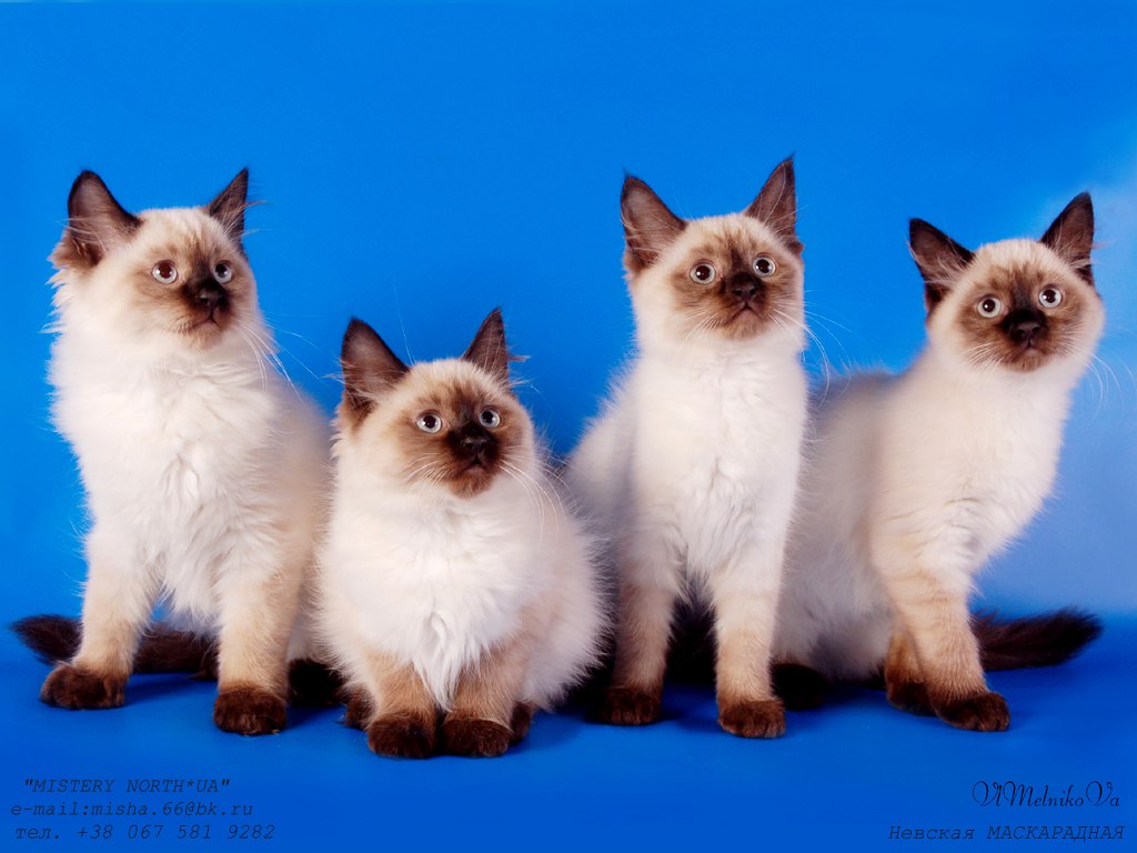 кот породы невский маскарадный рэдгол. невская маскарадная балинезийская. невская маскарадная кошки рэгдо. невская маскарадная кошка. невская маскарадная кошка отличия.