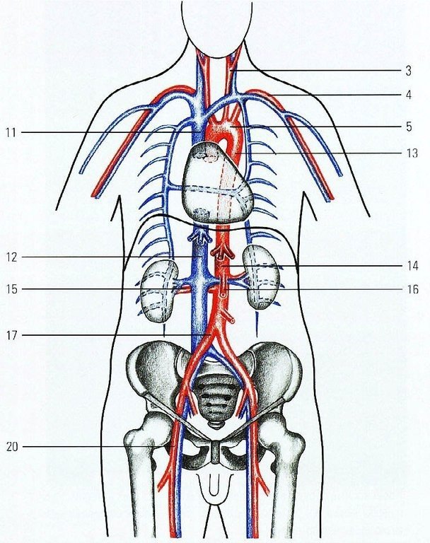 Правая подвздошная артерия. Венозная система человека нижняя полая Вена. Вены анатомия верхняя полая Вена. Верхняя и нижняя полые вены анатомия. Левая общая подвздошная Вена.
