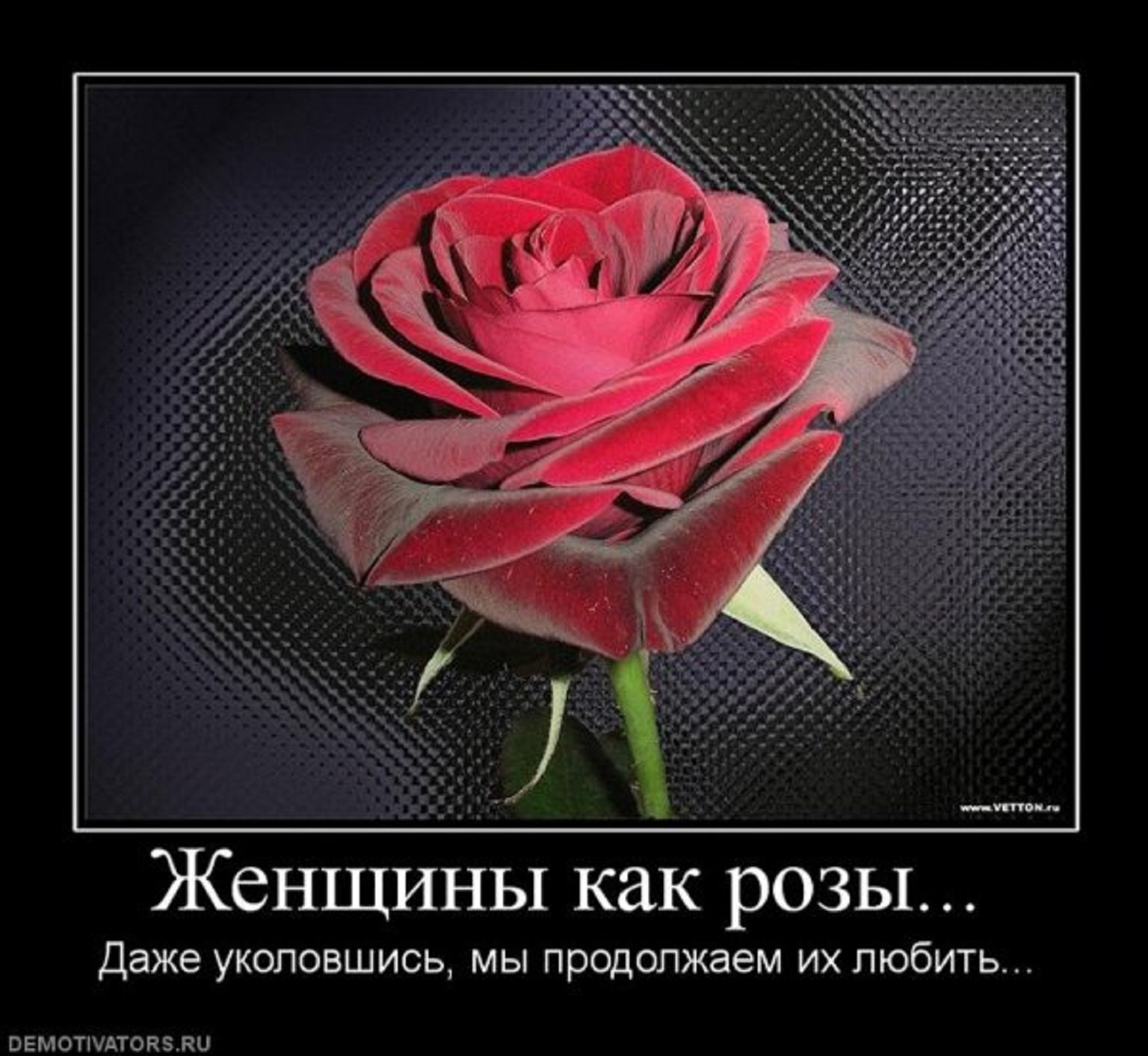 Цитаты про розы