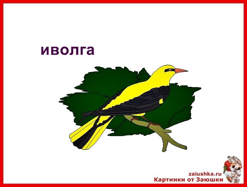 Поставь иволгу. Иволга на белом фоне. Иволга рисунок для детей. Иволга птица на белом фоне. Аппликация Иволгу в саду.