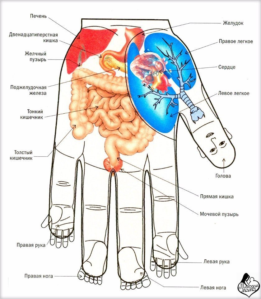 Карта ладони органы