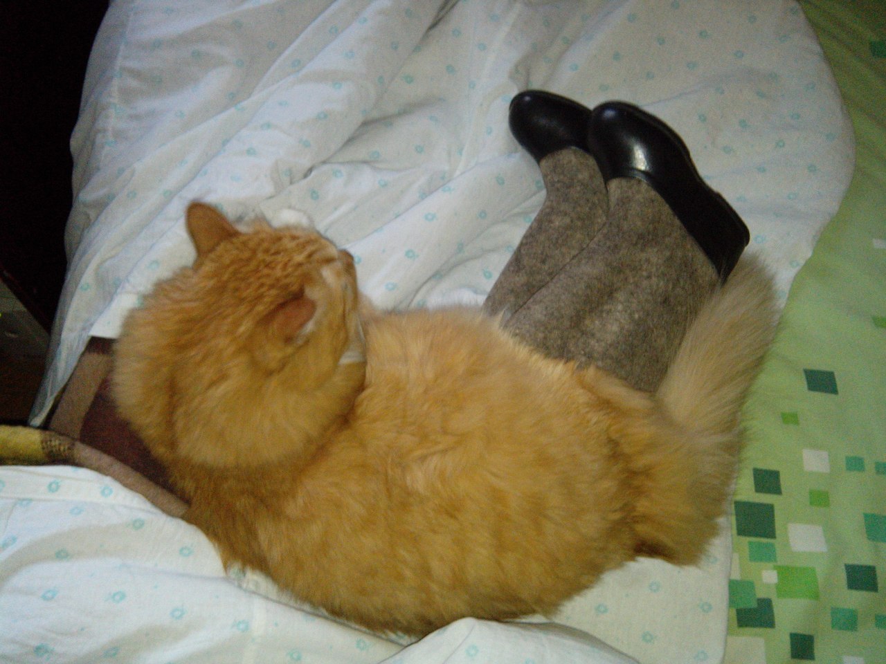 Кот и валенок