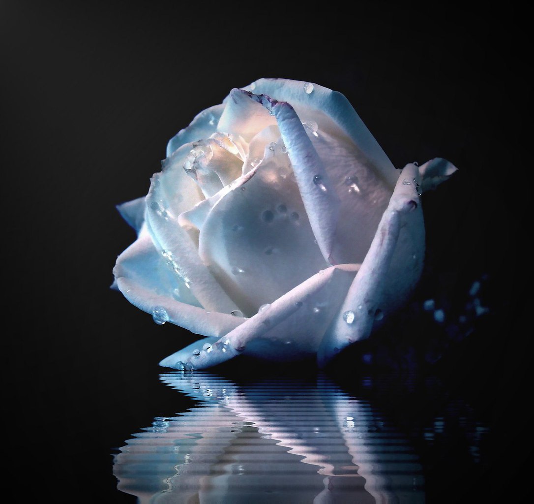 Синяя роза во льду