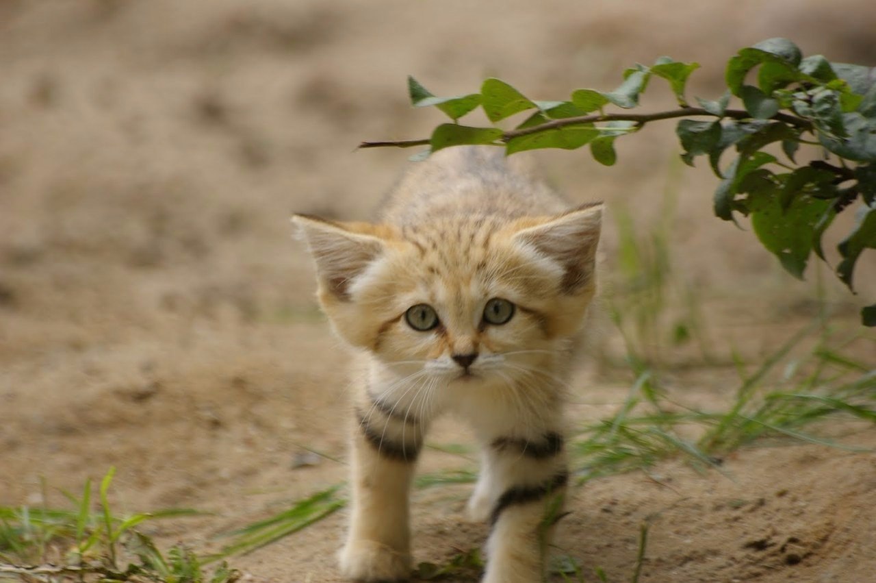 Барханная кошка фото