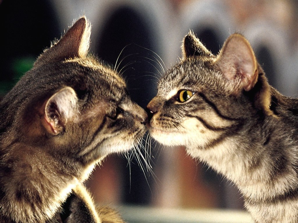 Картинки с котиками с любовью