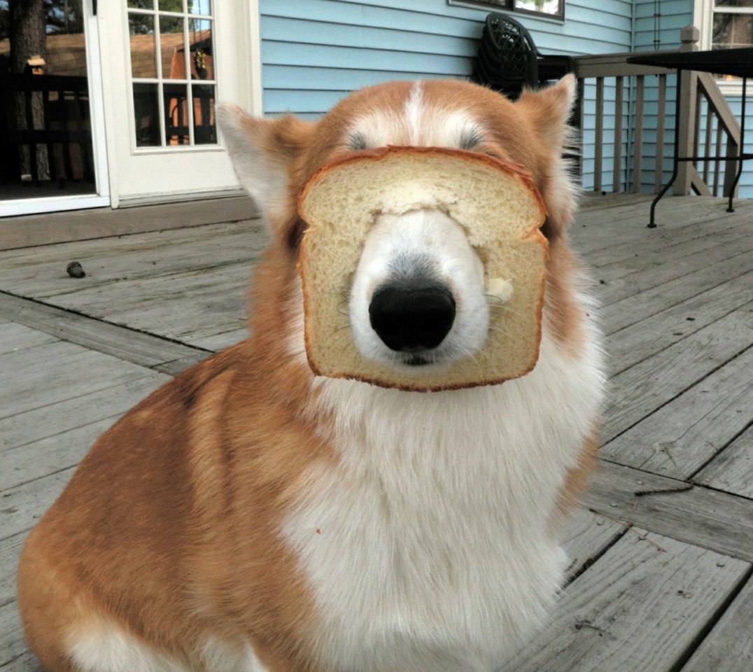 Собака с соплей пузырем