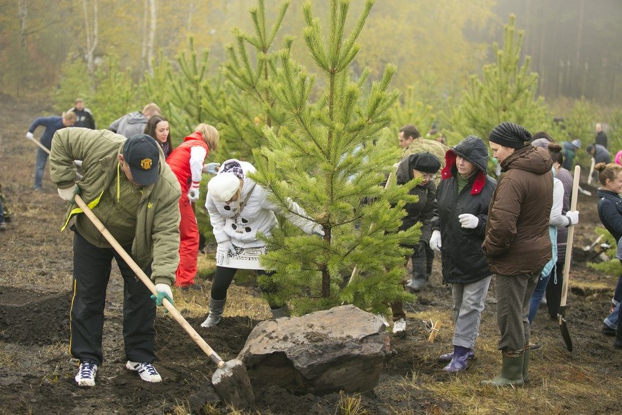 Вырубка и пересадка деревьев