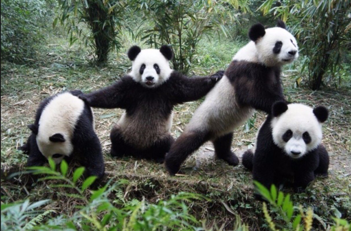 Четыре панды