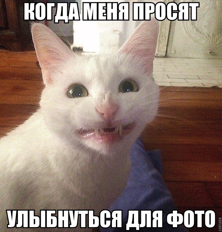 Картинка мемный кот