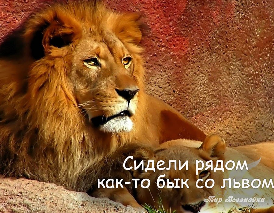 Картинка с надписью лев мой, для визиток шаблоны