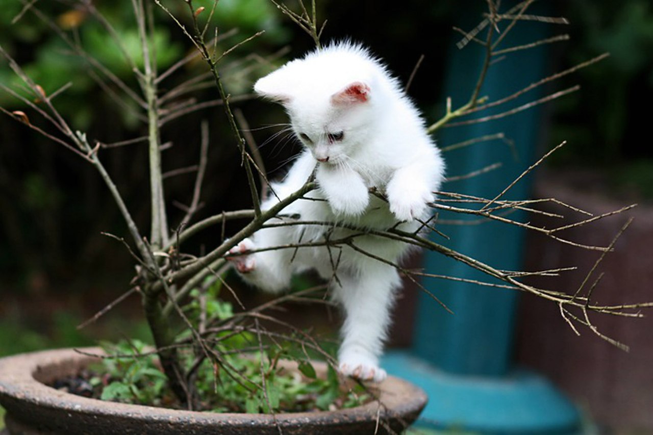 Белый котенок на дереве