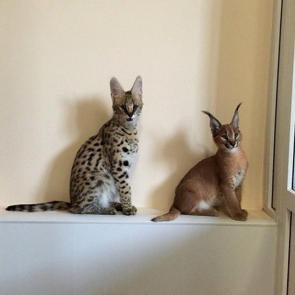 Каракал Кошка Фото Домашний