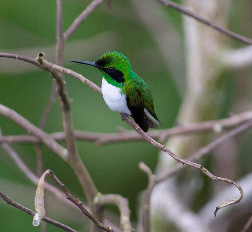 Heliothryx auritus female