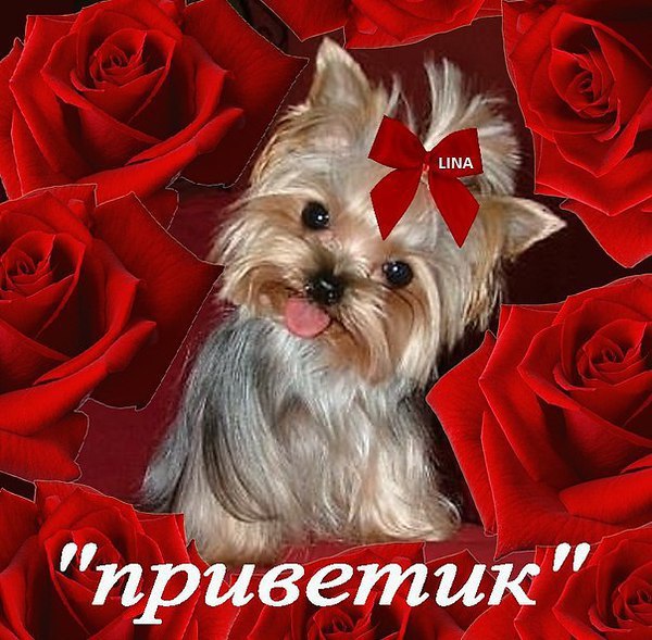 Открытка привет собачка