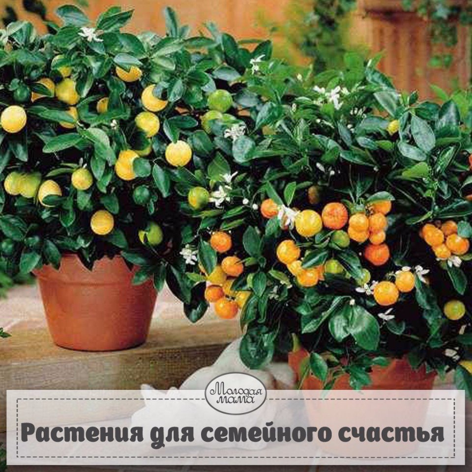 Карликовые мандарины. Цитрус (комнатное растение) лимон Мейера. Карликовый цитрус. Дерево лимонник мандарин.