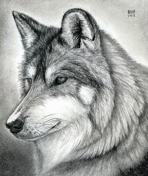 Как нарисовать девочку волка