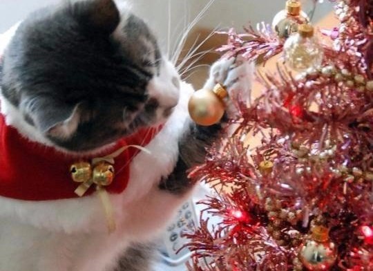 Arbol de navidad para gatos