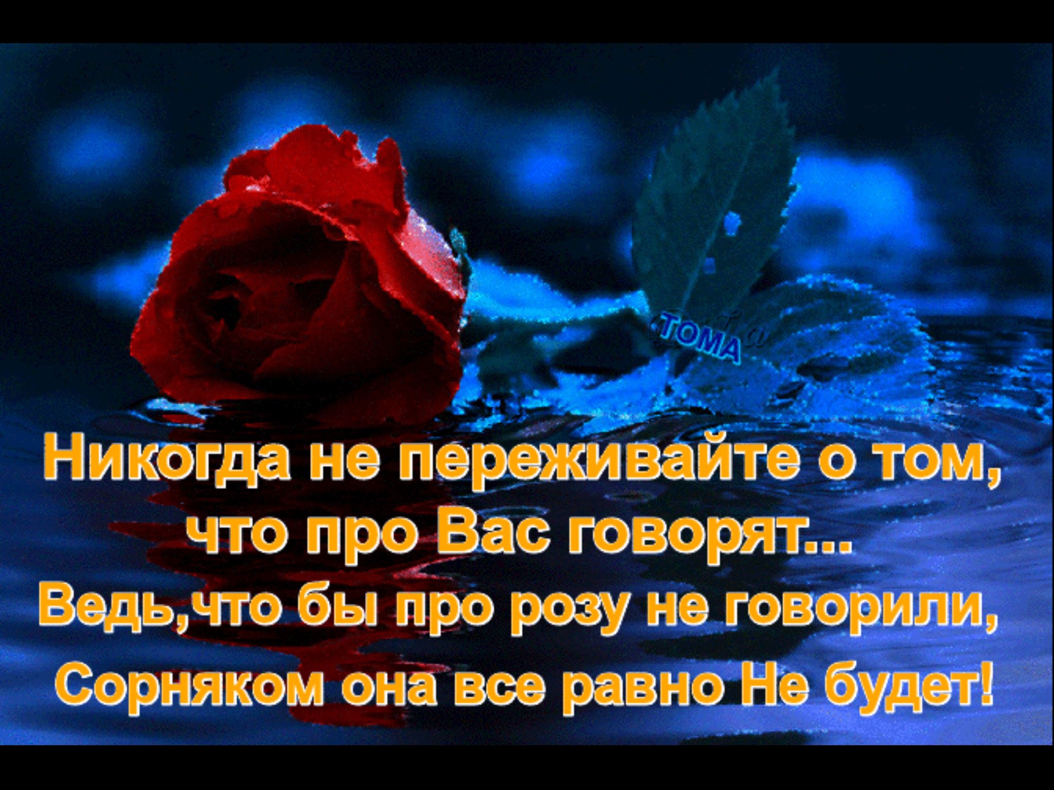 Розы Это Цитаты