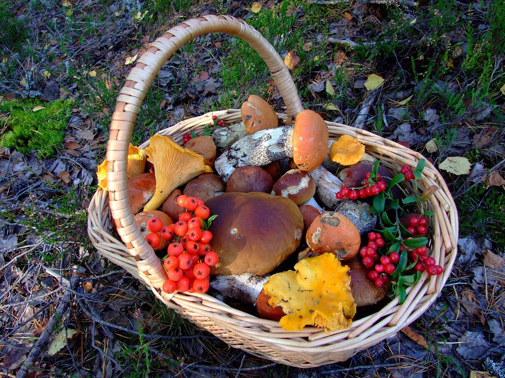Свежие грибы и ягоды. Осенние дары леса. Корзина с грибами и ягодами. Корзинка с грибами и ягодами. Осень грибы.