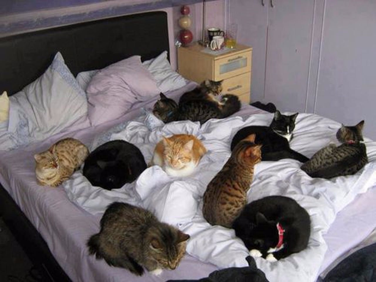 Подруга пришла ночевать. Много котов на кровати. Коты в кровати. Много котов в квартире. Несколько кошек.