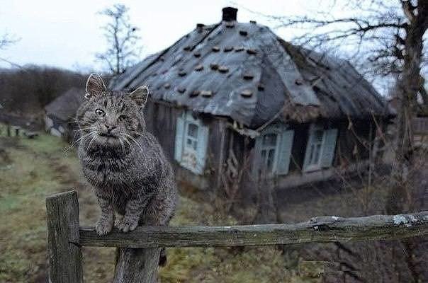 В доме жила кошка мурка схема