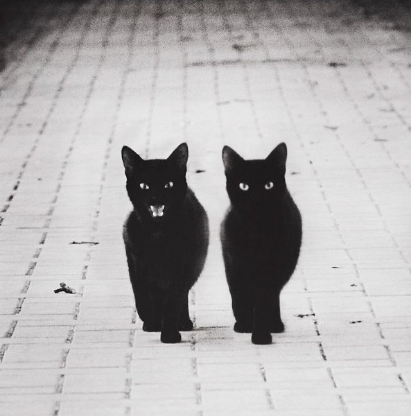 Черные Кошки Фото Красивые