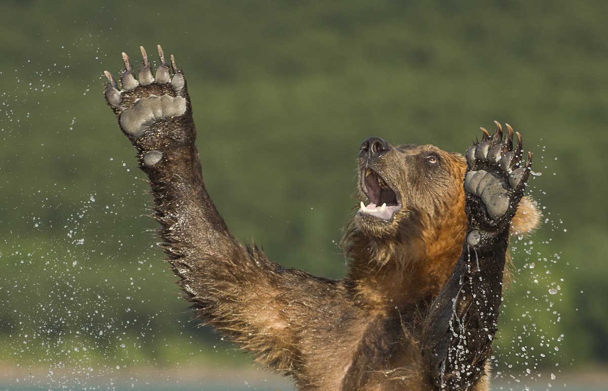 Медведь радуется
