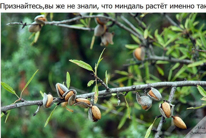 Миндаль Орехи Дерево Фото