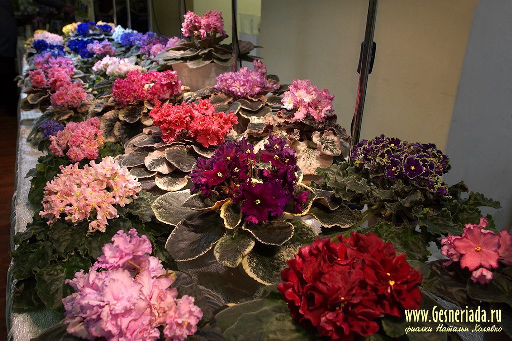 Сад Коллекционных Растений Белгород Интернет Магазин Купить