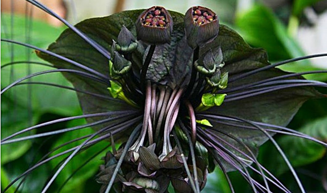 Самый страшный цветок в мире фото название
