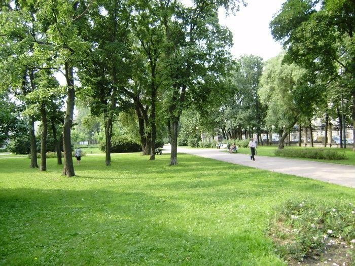 Деревья Санкт Петербурга Фото