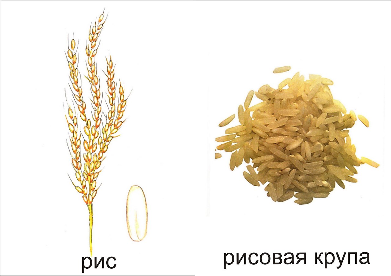 Нарисуй растение хлебный злак 3 класс окружающий мир