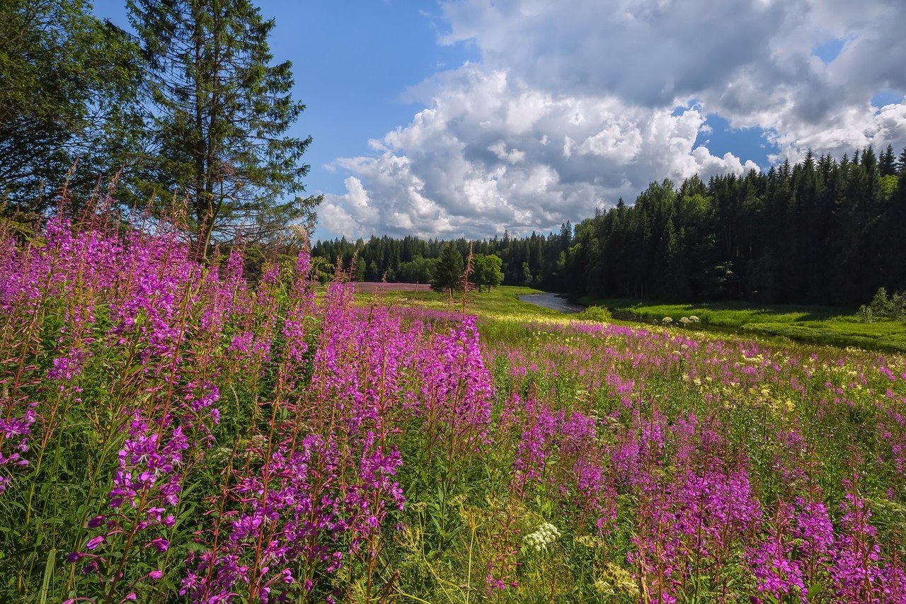 Луга санкт петербург фото