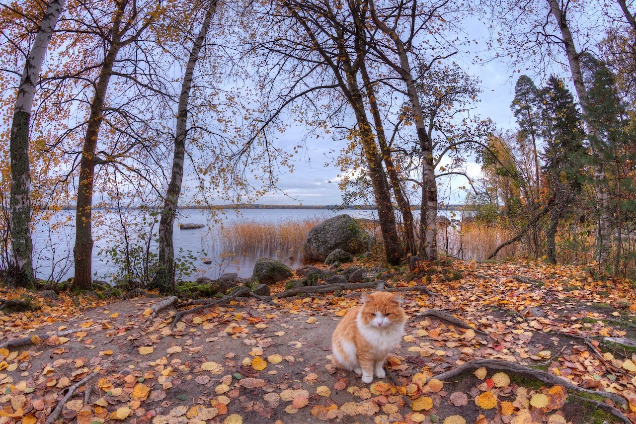 Ленинградская осень