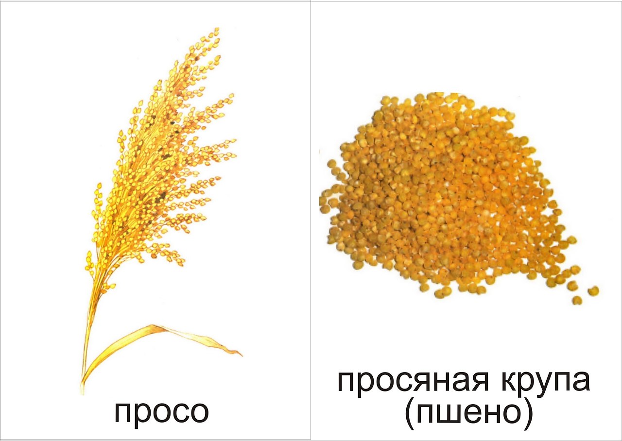 Картинка злаки для детей