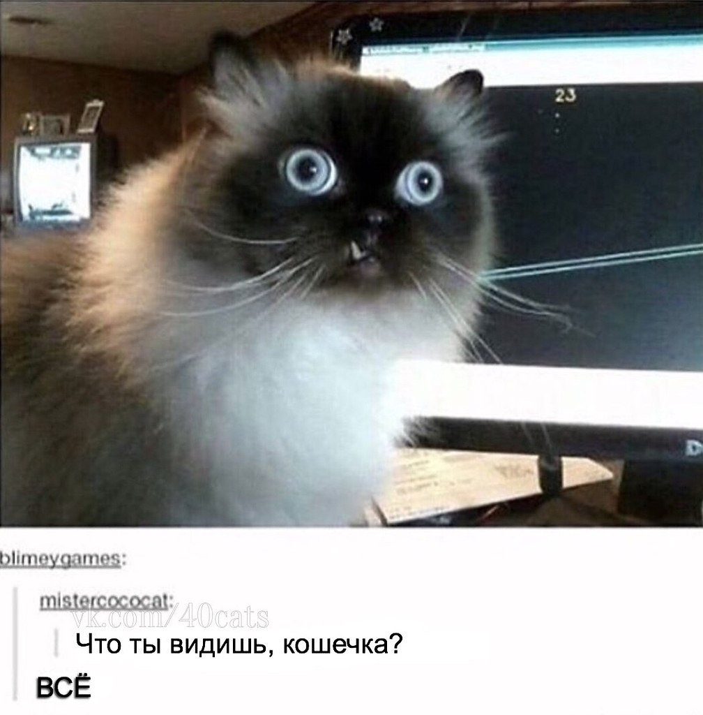 Кот загрузка мем