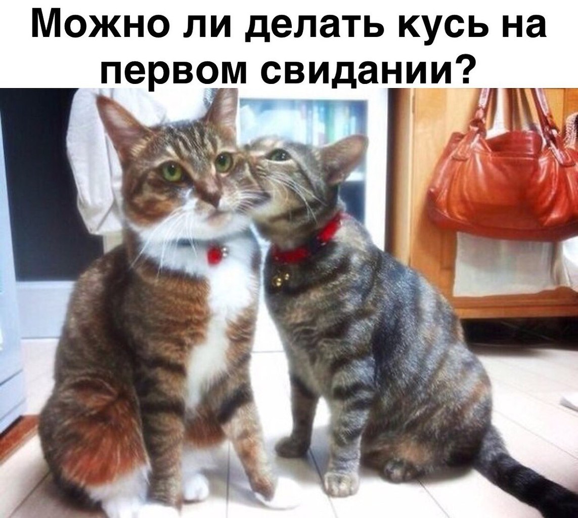 Котенок Кусь