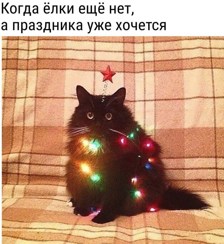 Кот с новым годом