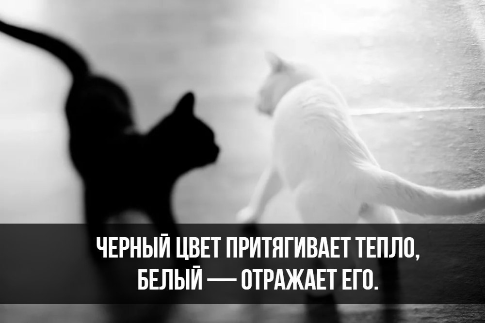 Почему он черно белый. Белый отражающий. черный цвет притягивает тепло. отражение тепла. черное отражается белым.